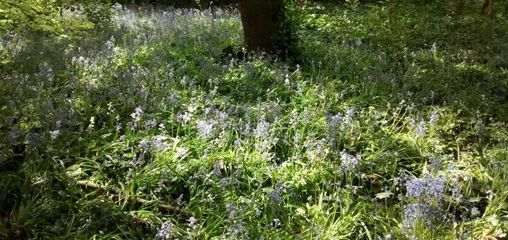 Trusa naturistă de prim ajutor
