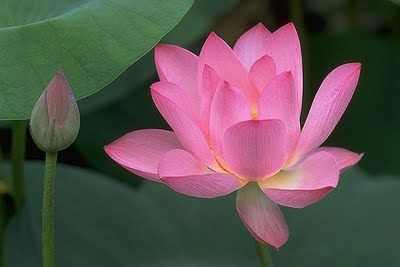 HRIDAYA YOGA TEACHER TRAINING COURSE  TTC200 (Basic Yoga Instructor, Yoga Alliance acreditation)
