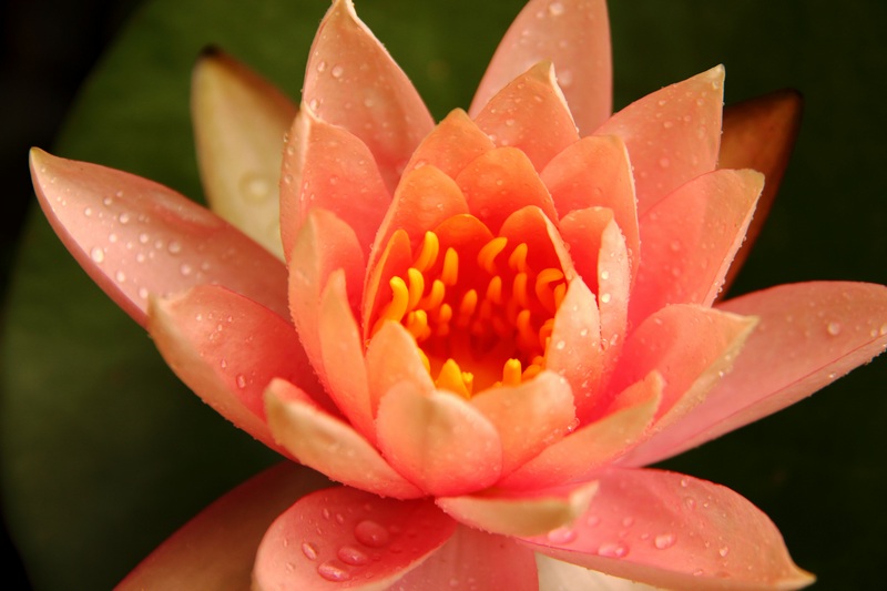 Retragere de yoga și meditație pentru femei, 7-8 martie, Brașov