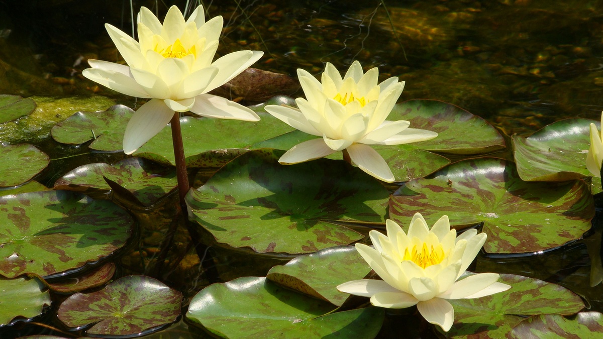 Program online: Yoga pentru eliminarea stresului, 4 aprilie